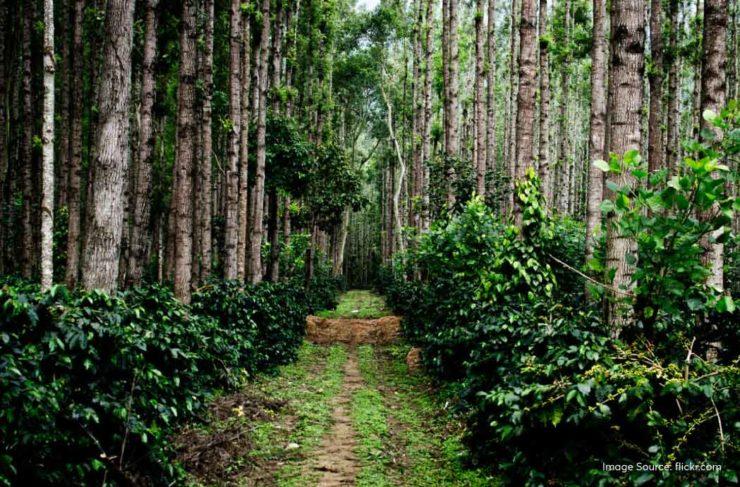 Shade-grown coffee estate